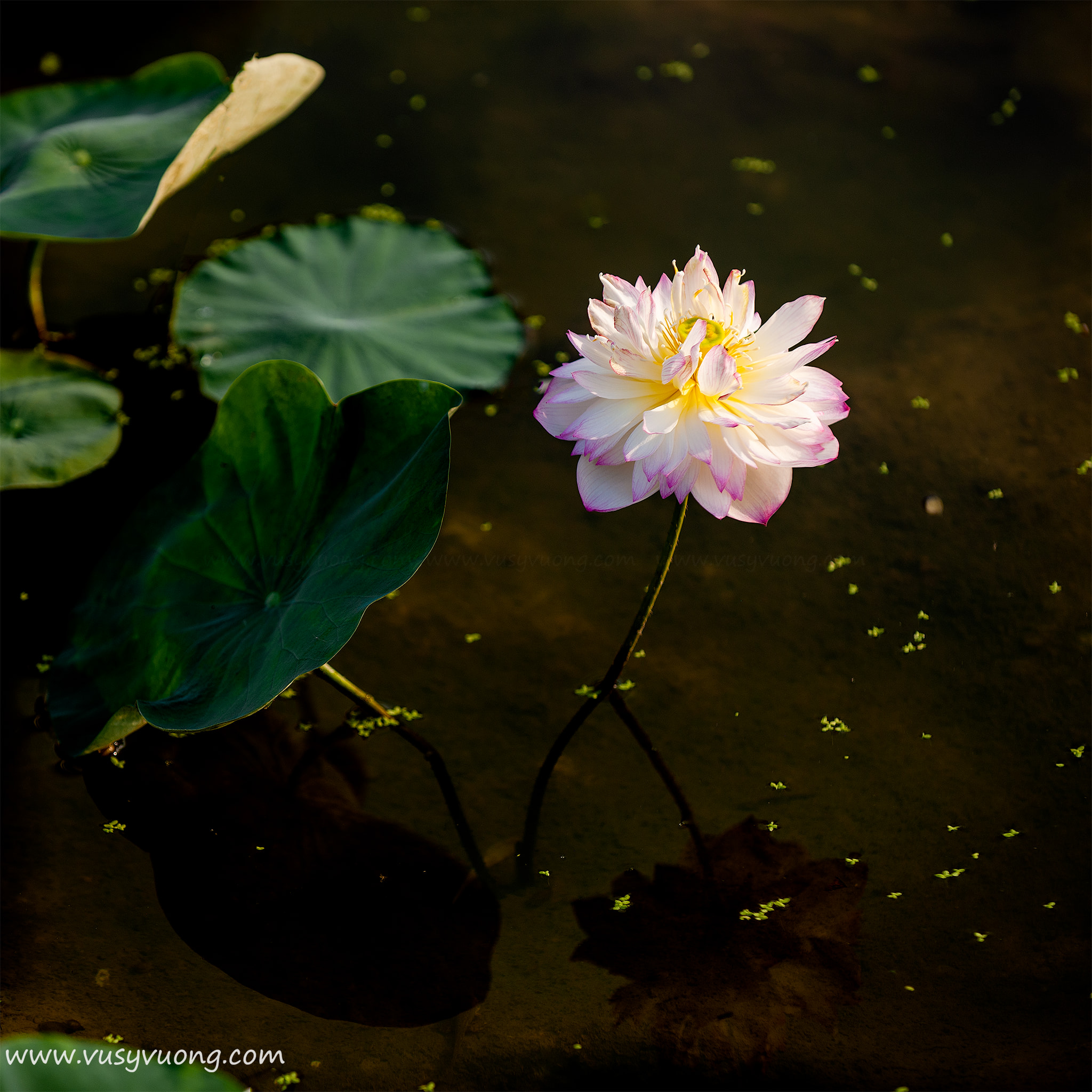 Trâu Quỳ, Gia Lâm, HN