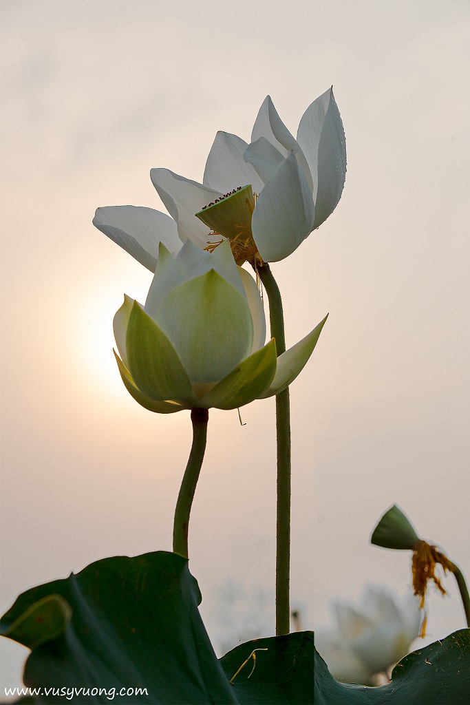 Bối Khê, Thanh Oai, HN