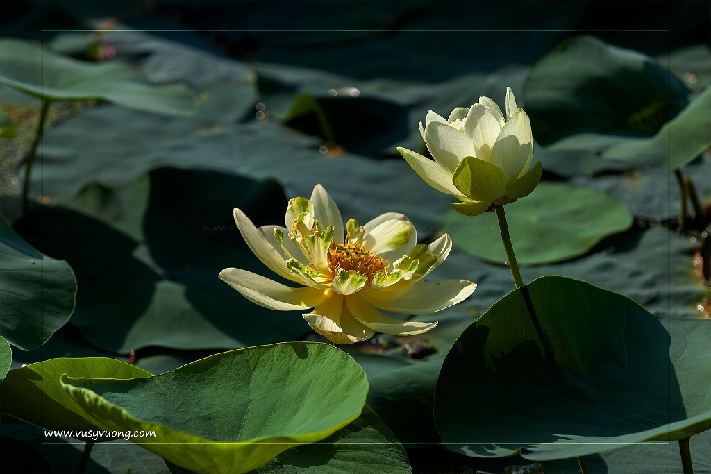 Trâu Quỳ, Gia Lâm, HN