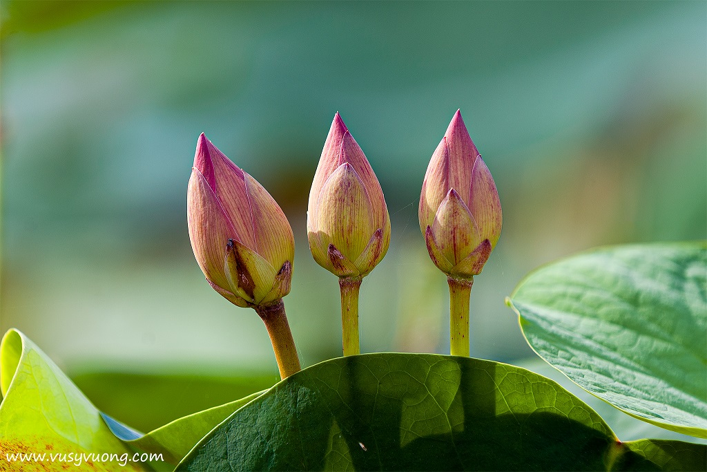 Trâu Quỳ, Gia Lâm, HN