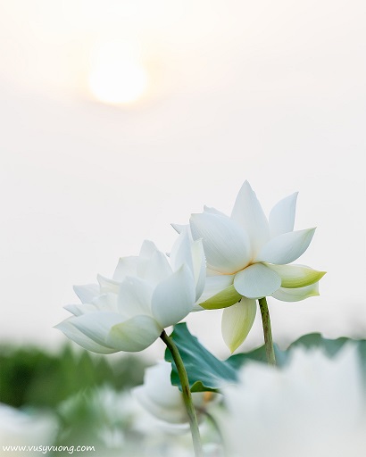 Bối Khê, Thanh Oai, Hà Nội