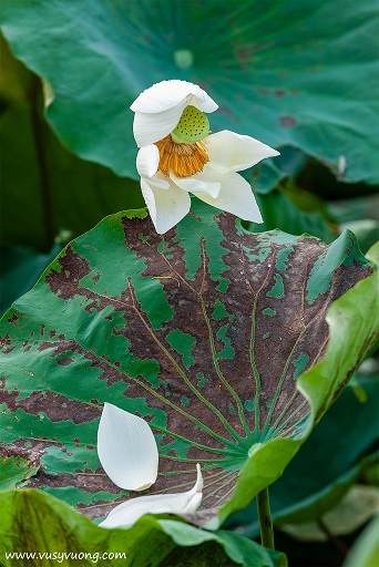 Bối Khê, Thanh Oai, Hà Nội