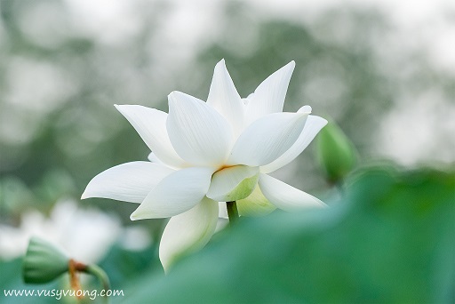 Bối Khê, Thanh Oai, Hà Nội