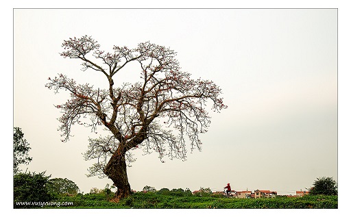 Chùa Đậu, Thường Tín, HN