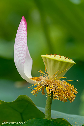Thuận Thành, Bắc Ninh