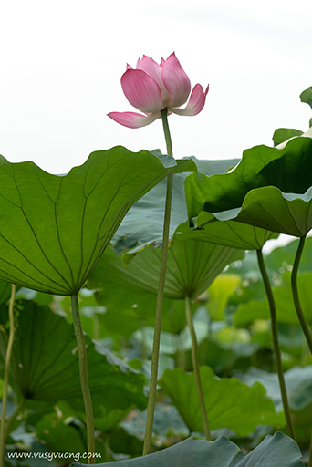 Thuận Thành, Bắc Ninh