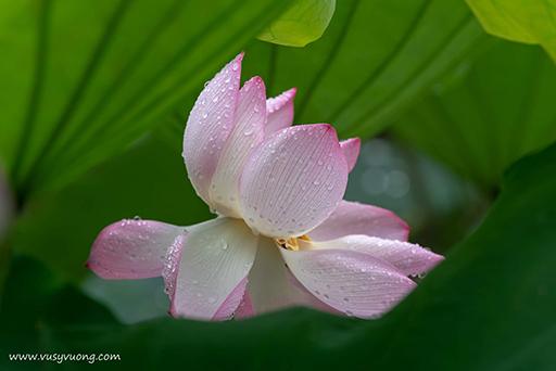 Thuận Thành, Bắc Ninh