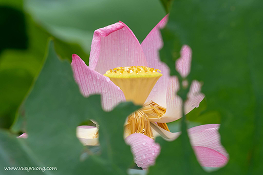 Thuận Thành, Bắc Ninh