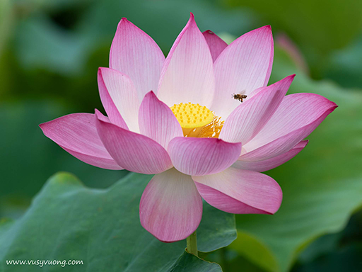 Thuận Thành, Bắc Ninh