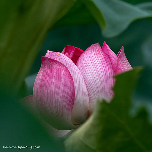 Thuận Thành, Bắc Ninh