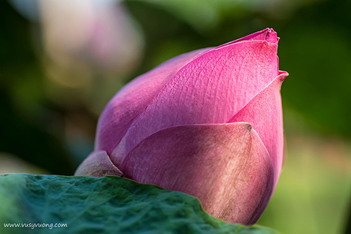 Thuận Thành, Bắc Ninh