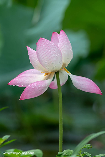 Thuận Thành, Bắc Ninh