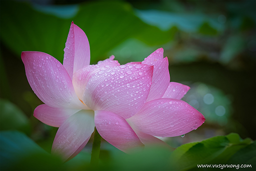 Thuận Thành, Bắc Ninh