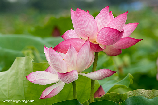 Thuận Thành, Bắc Ninh