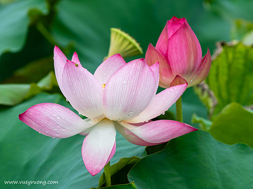 Thuận Thành, Bắc Ninh