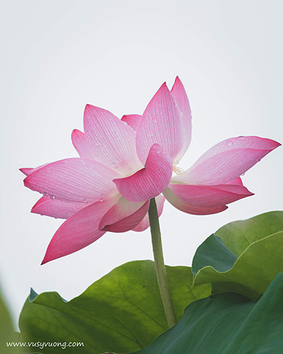 Thuận Thành, Bắc Ninh