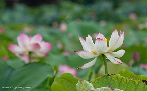 Thuận Thành, Bắc Ninh