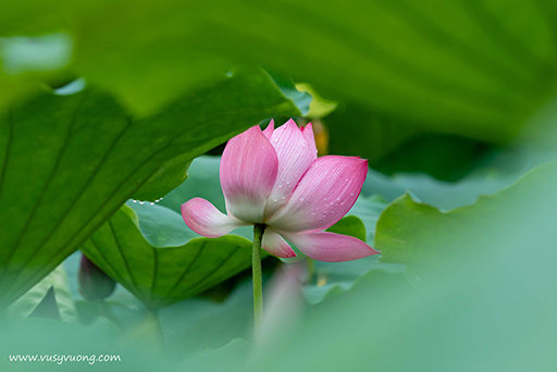 Thuận Thành, Bắc Ninh