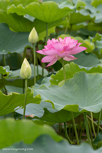 Thuận Thành, Bắc Ninh