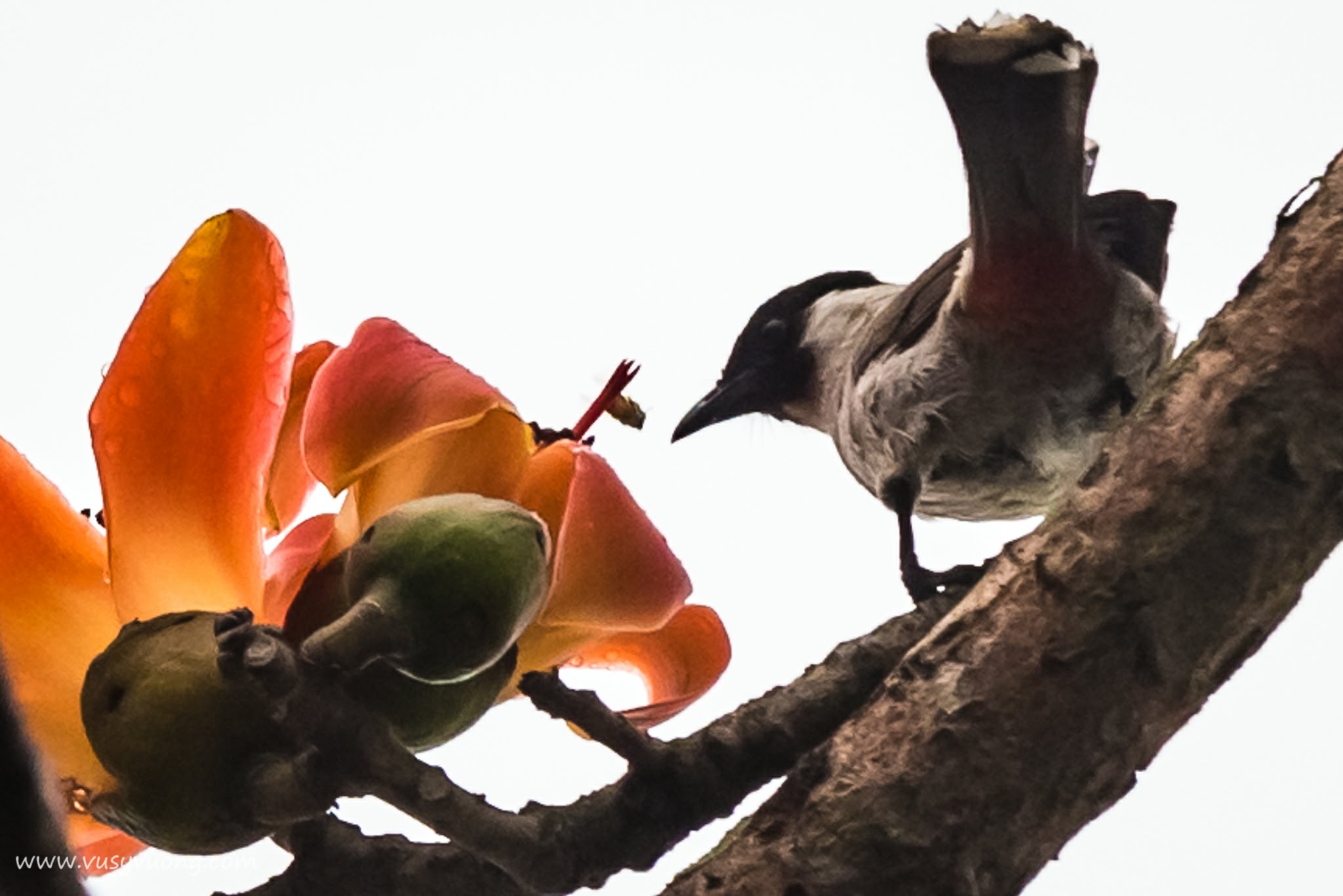 Mỹ Đức, Hà Nội