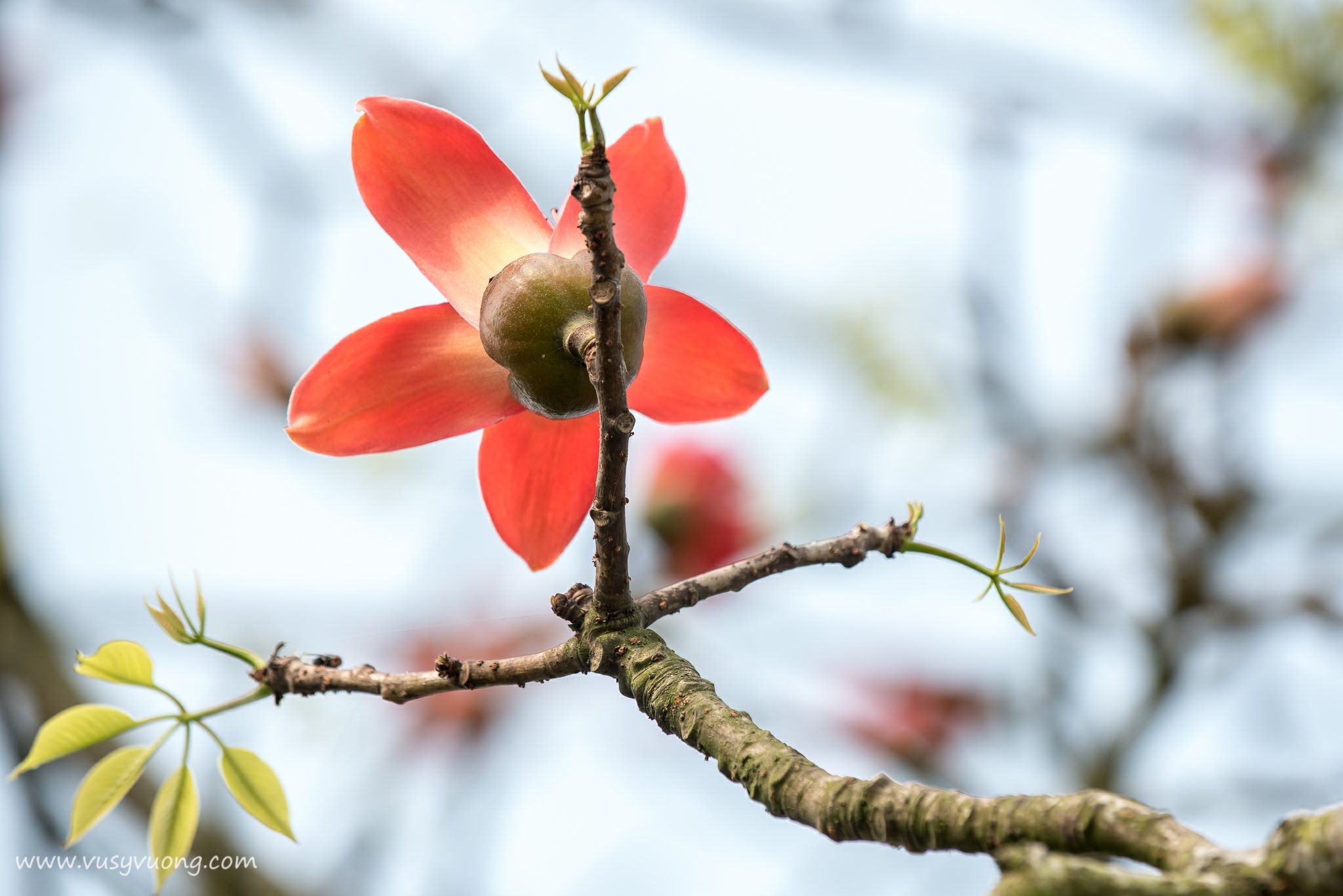 Thường Tín, Hà Nội