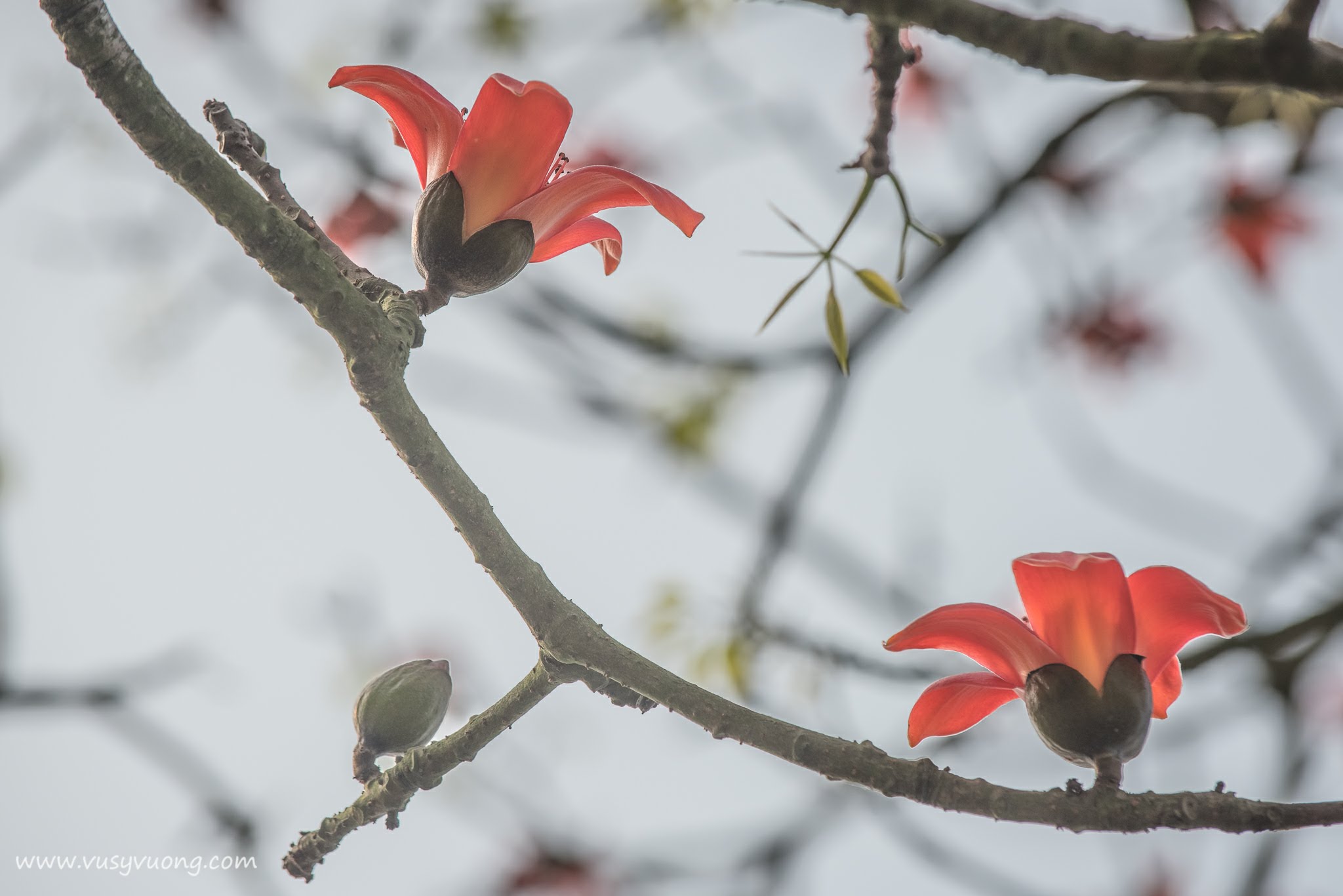 Thường Tín, Hà Nội