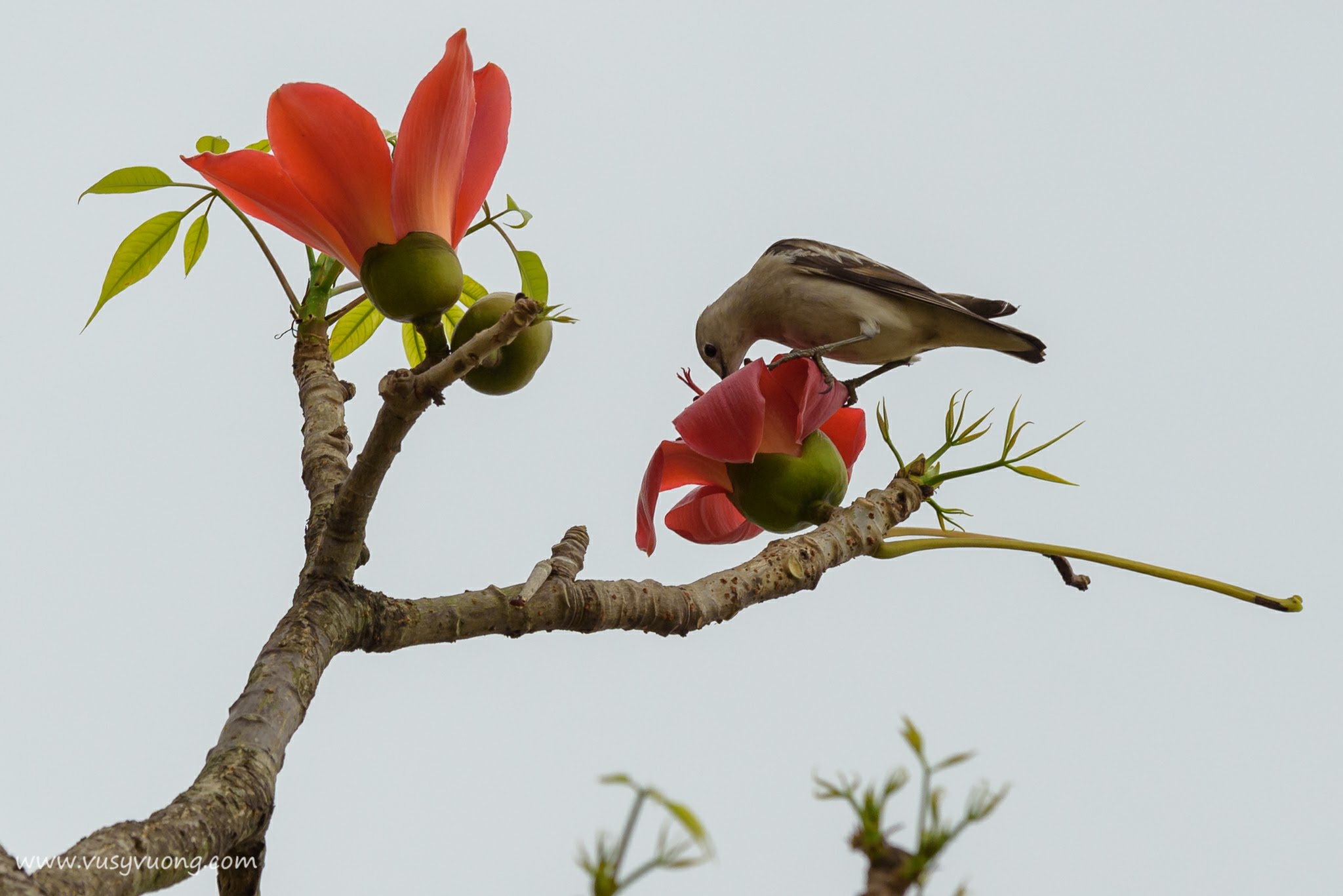 Mỹ Đức, Hà Nội