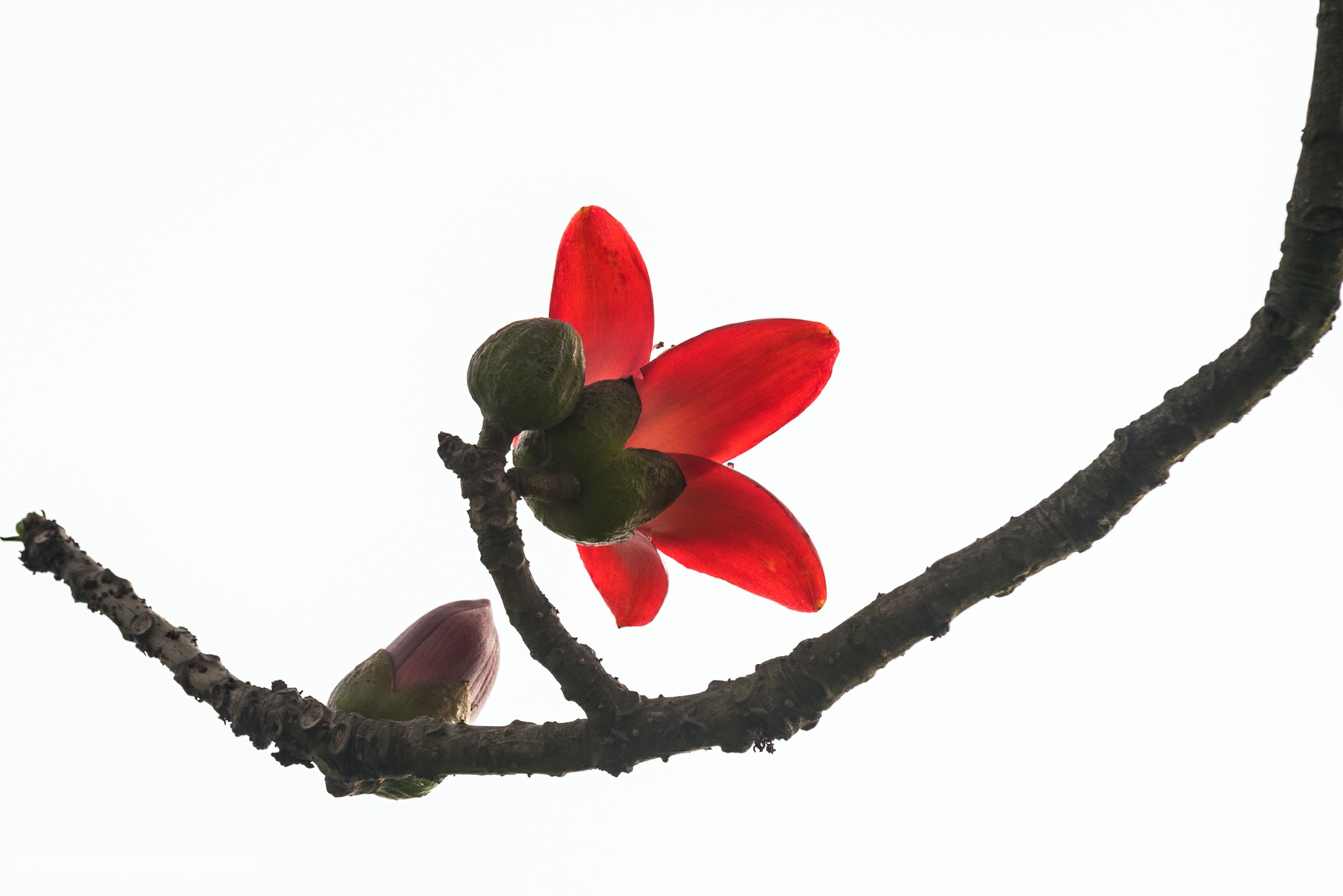 Mỹ Đức, Hà Nội