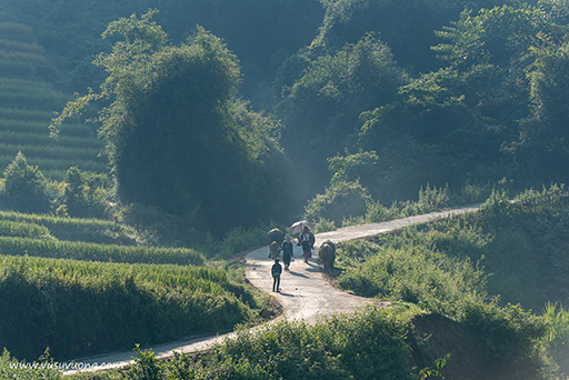 Mù Cang Chải