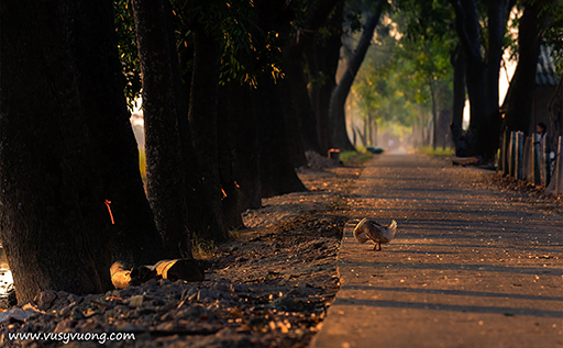 Sài Sơn, Quốc Oai, Hà Nội
